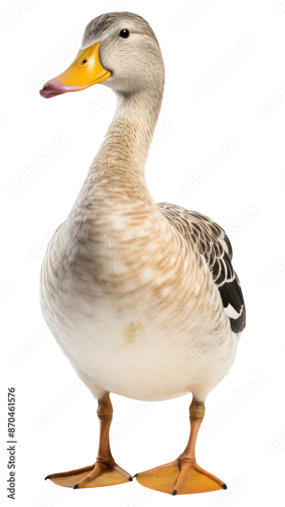 PNG Duck duck anseriformes waterfowl PNG Duck duck anseriformes waterfowl
