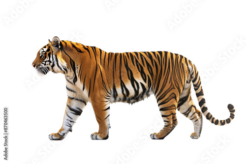 a tiger walking on a white background photo