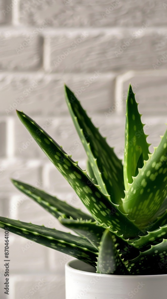Aloe vera plant in white pot against white brick wall, close-up view. Indoor gardening and natural decor concept Aloe vera plant in white pot against white brick wall, close-up view. Indoor gardening and natural decor concept