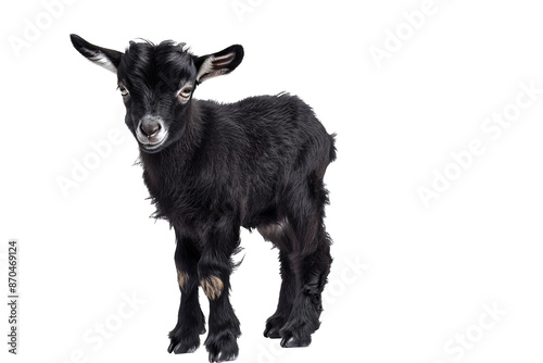 a black goat standing on a white background