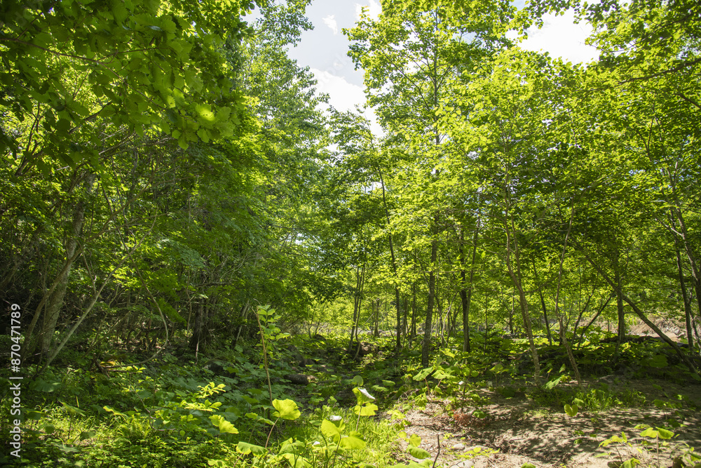 Obraz premium 緑が美しい北海道の森林