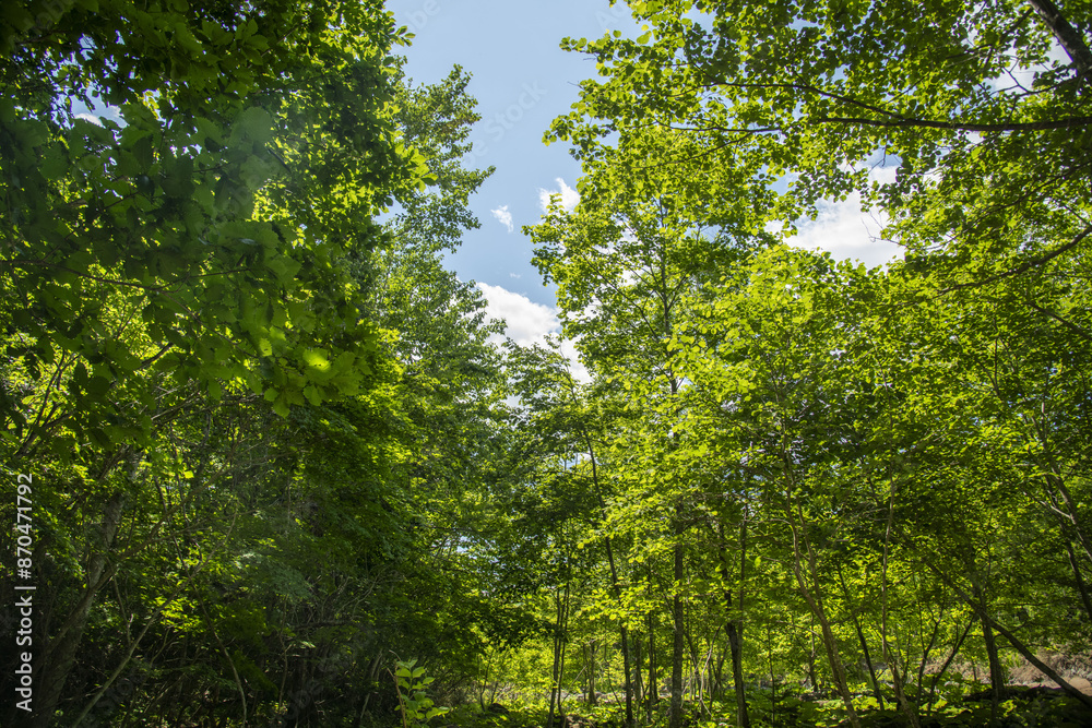 Obraz premium 緑が美しい北海道の森林