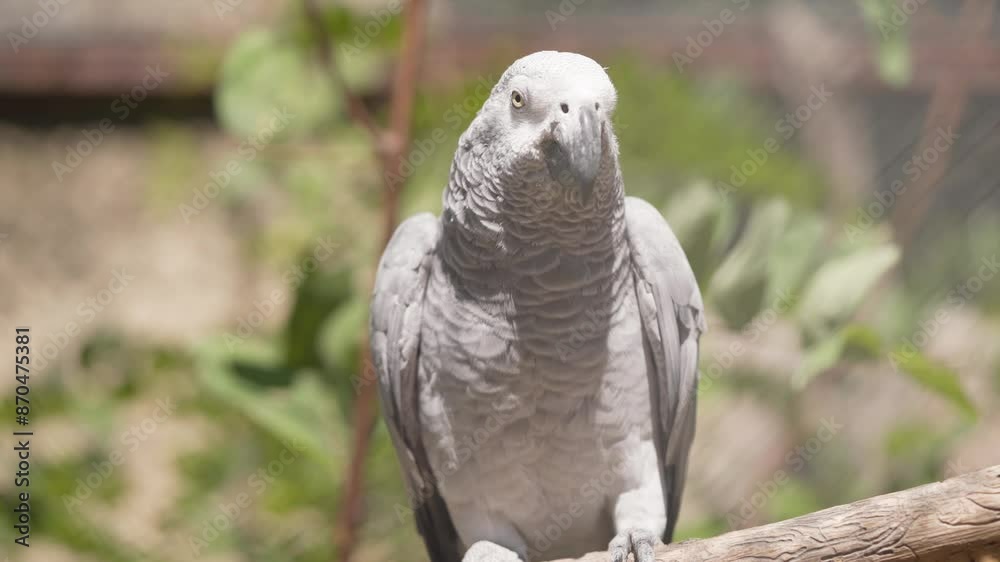 African Grey Parrot Perching On Wood In Zoo. Endangered Bird Species. closeup shot African Grey Parrot Perching On Wood In Zoo. Endangered Bird Species. closeup shot