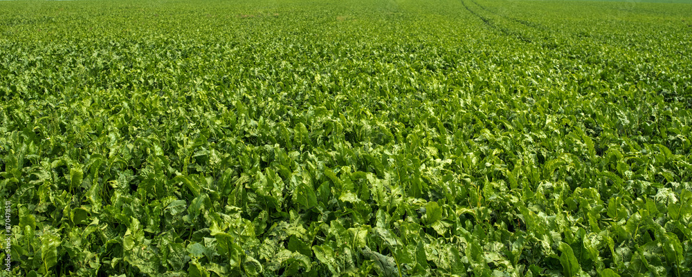 Field with sugar beets green leaves from above Field with sugar beets green leaves from above