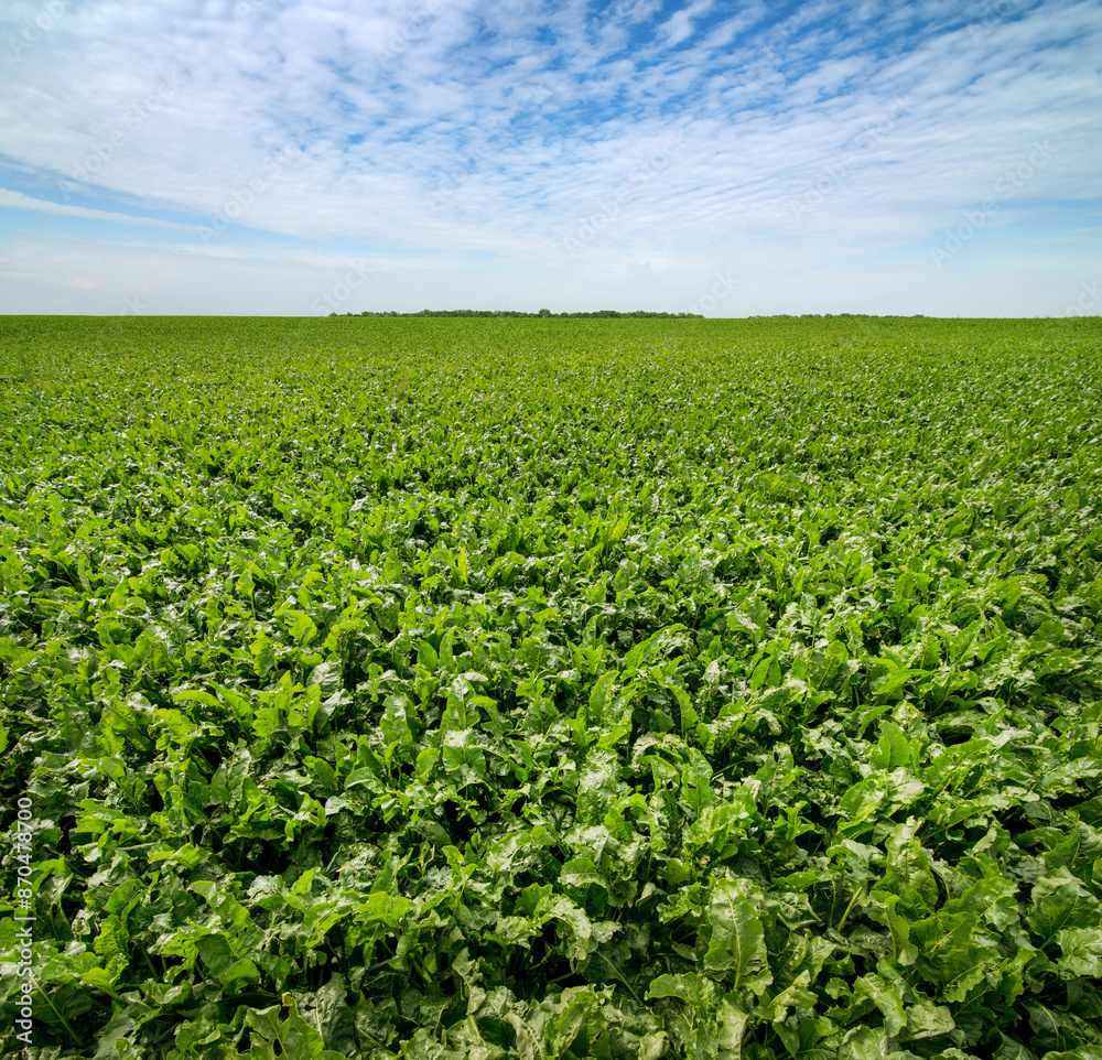 sugar beet field in july ripen, beautiful sky above it sugar beet field in july ripen, beautiful sky above it