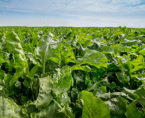 close up of green leaves at sugar beet field in summertime