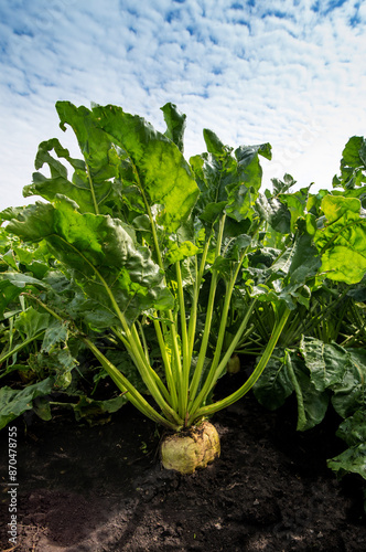 sugar beet root growing in the soil in the field