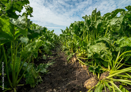 rows of sugar beets, roots ripening and fresh leaves