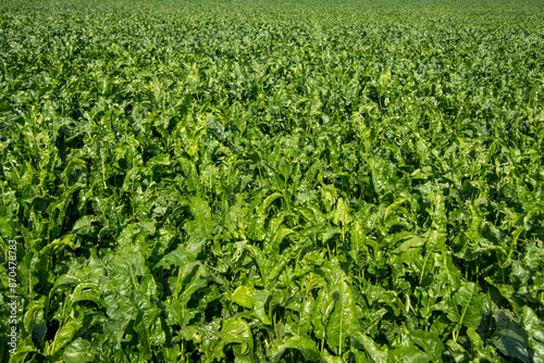 sugar beets green leaves from above at field