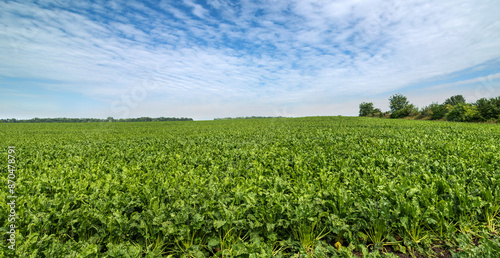 panoramic view of field with green foliage of sugar beet in sunny summer weather