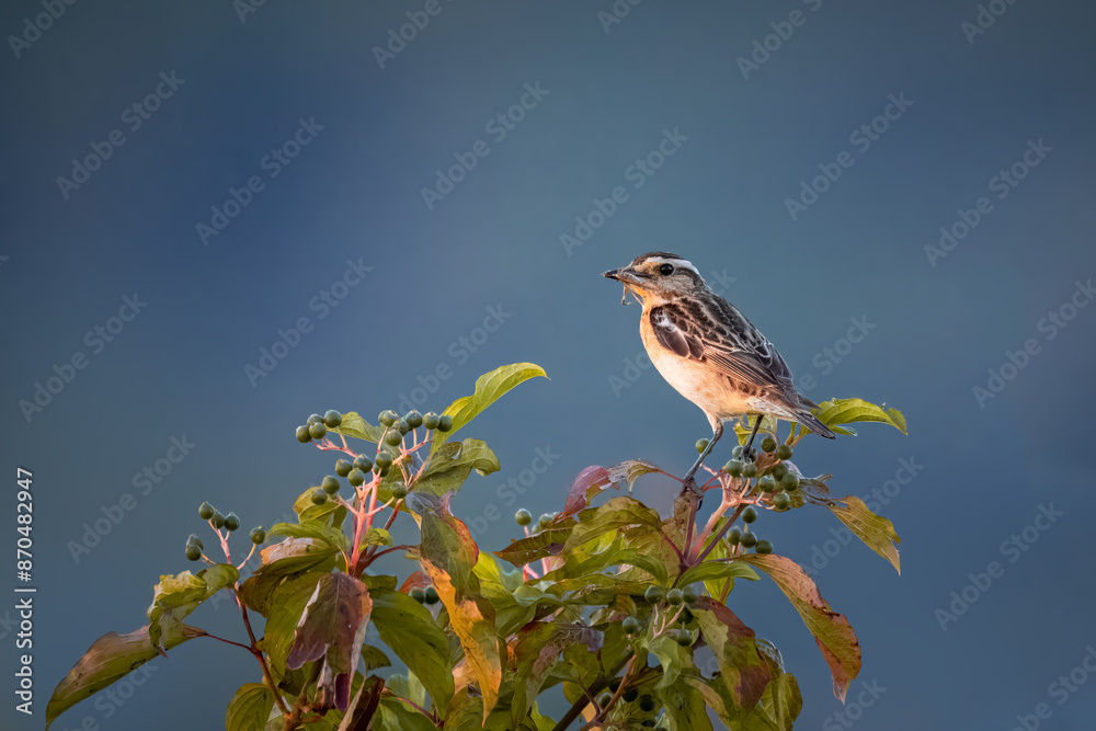 On a sunny summer evening, a male whinchat sits atop the bush with a blue background perpendicular to the camera lens and holds an insect in its beak. On a sunny summer evening, a male whinchat sits atop the bush with a blue background perpendicular to the camera lens and holds an insect in its beak.