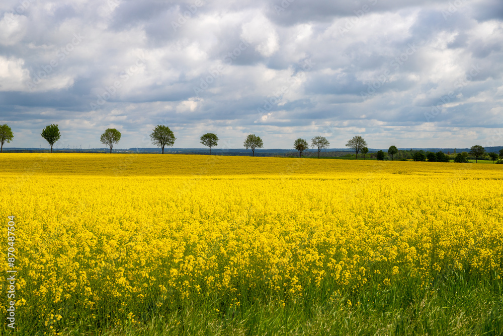 Rapeseed field with a row of trees in the background, dense clouds in the sky Rapeseed field with a row of trees in the background, dense clouds in the sky
