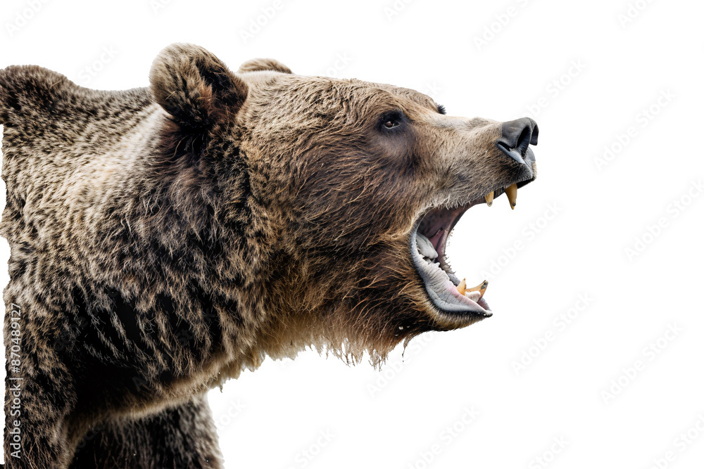 a bear with its mouth open
