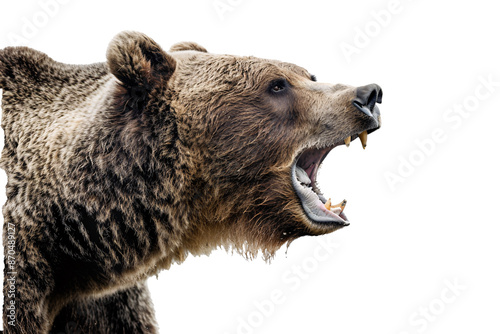 a bear with its mouth open photo