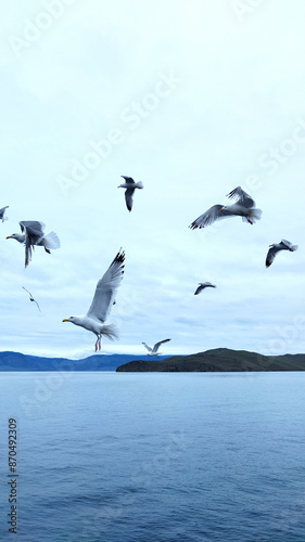 Flock of Seagulls Flying