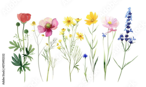 Wild flowers set, watercolor digital illustration. Perfectly for poster, card design. Mother's Day, Birthday, Valentine's day decoration