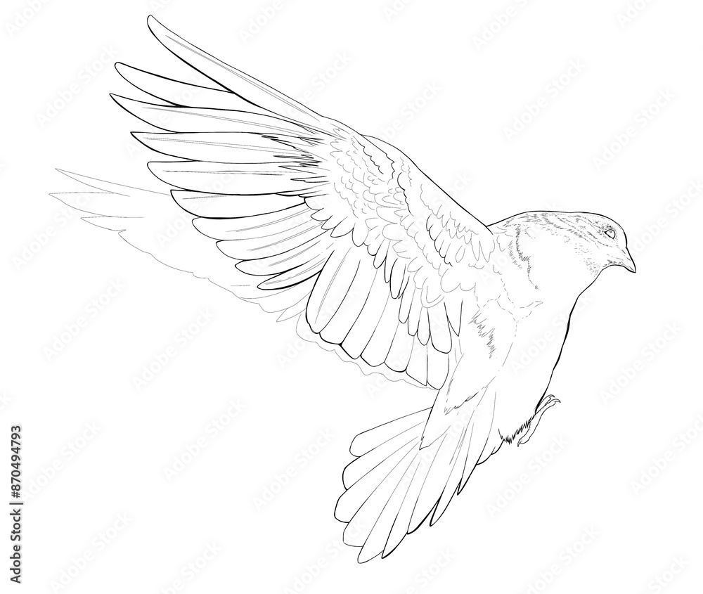 Obraz premium Linear drawing pigeon coloring book clip art design dove bird peace symbol detailed realistic outline Line Art coloring page design realistic wild animal doodle hand drawn graphic postcard wedding