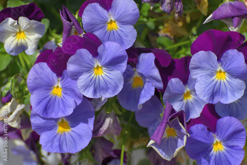Viola Wittrockiana - or garden pansies - blue and purple flowers