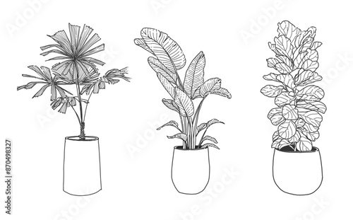Hand drawn, Illustration Set Beautiful tropical plants , tropical leaves in pots. 