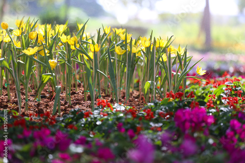 Yellow tulips are blooming in a flower bed surrounded by colorful flowers. photo