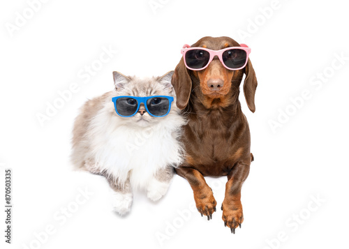 Cool group of Dog and cat wearing summer sun glasses lying together isolated on white studio background portrait