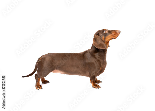 Dachshund dog standing isolated on white studio background side view portrait