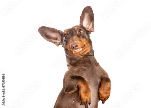Laughing sausage dog head shot portrait isolated on white studio background
