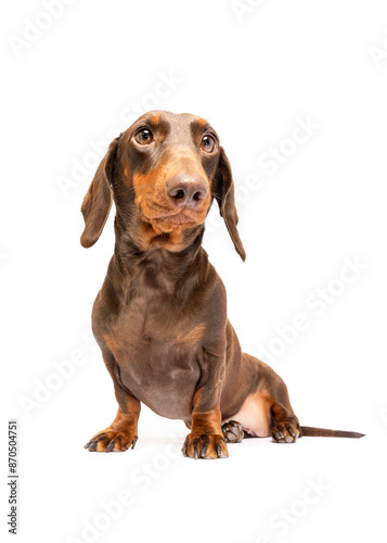 Dachsund dog sitting isolated on white studio background looking at camera portrait
