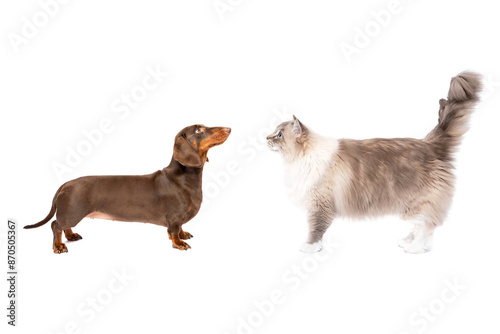 Group of sausage dog and ragdoll cat standing isolated on white studio background side view portrait