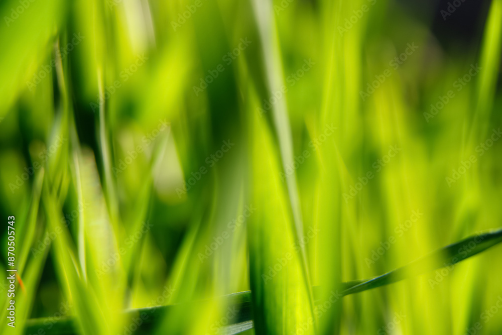 Defocused green nature scene, suitable for environmental concepts and web design. Abstract blur of lush greenery, great for illustrating outdoor themes Defocused green nature scene, suitable for environmental concepts and web design. Abstract blur of lush greenery, great for illustrating outdoor themes