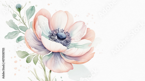 Watercolor delicate anemone flower on a white background. For use in a romantic invitation