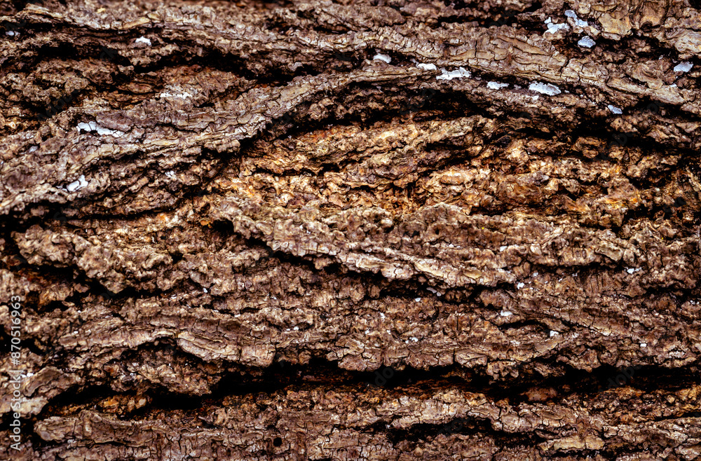 Brown wood texture. Abstract background, empty template Brown wood texture. Abstract background, empty template