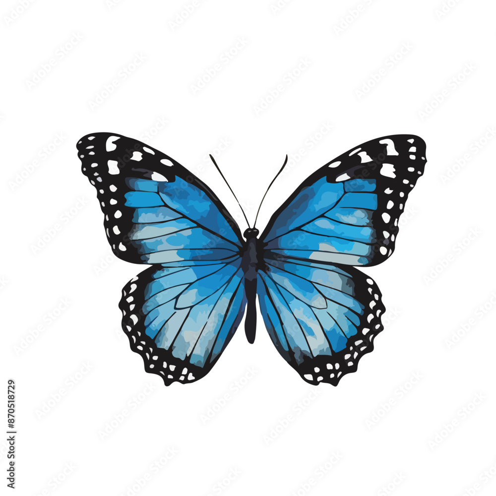 Fototapeta premium butterfly isolated on white background
