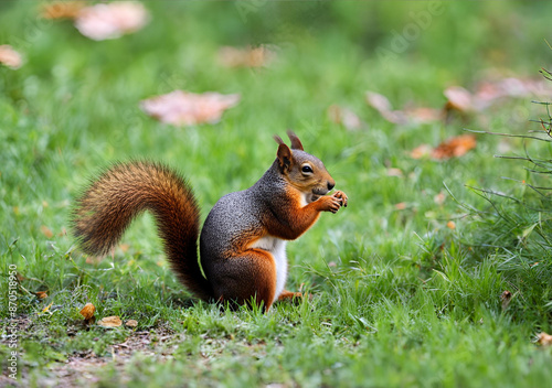 Squirrel Nibbling in the Grass