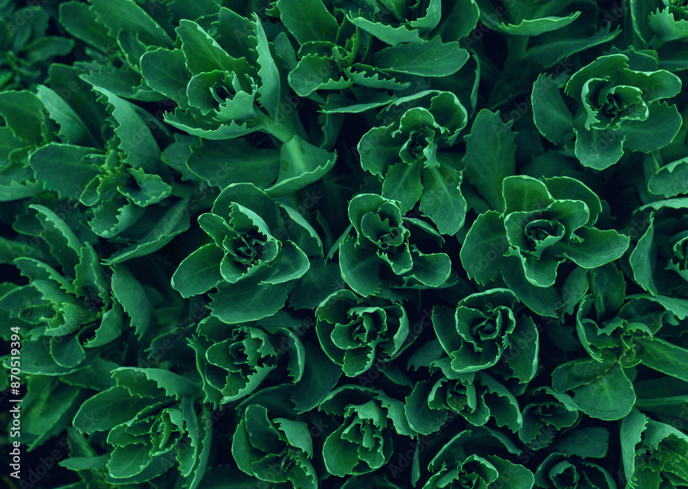 background texture green leaf structure macro photography. background texture green leaf structure macro photography.