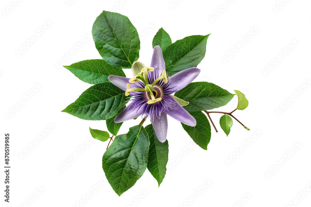 Passiflora edulis isolated on transparent background Passiflora edulis isolated on transparent background
