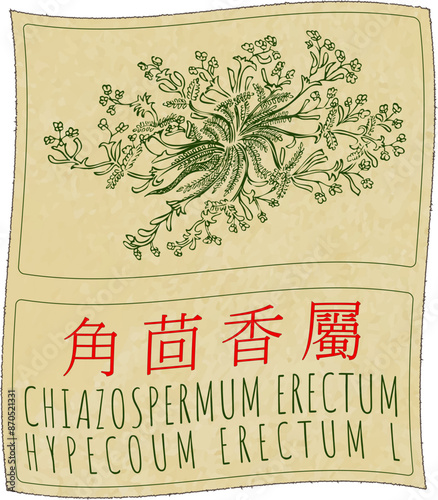 Vector drawing CHIAZOSPERMUM ERECTUM in Chinese. Hand drawn illustration. The Latin name is HYPECOUM ERECTUM L photo