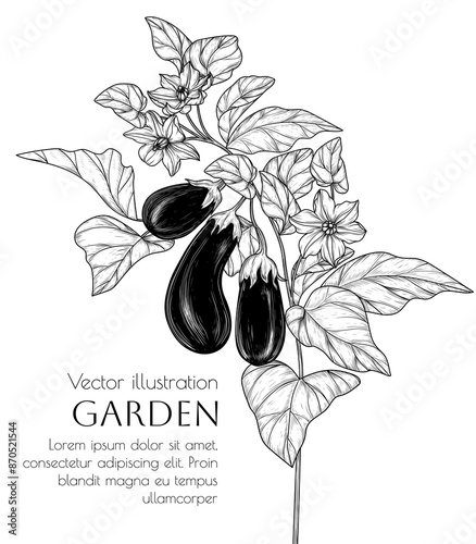 Vector illustration of an eggplant branch with vegetables, leaves and flowers in engraving style