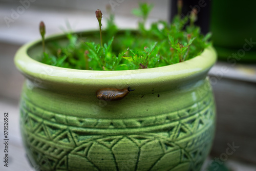 snail on a plant pot