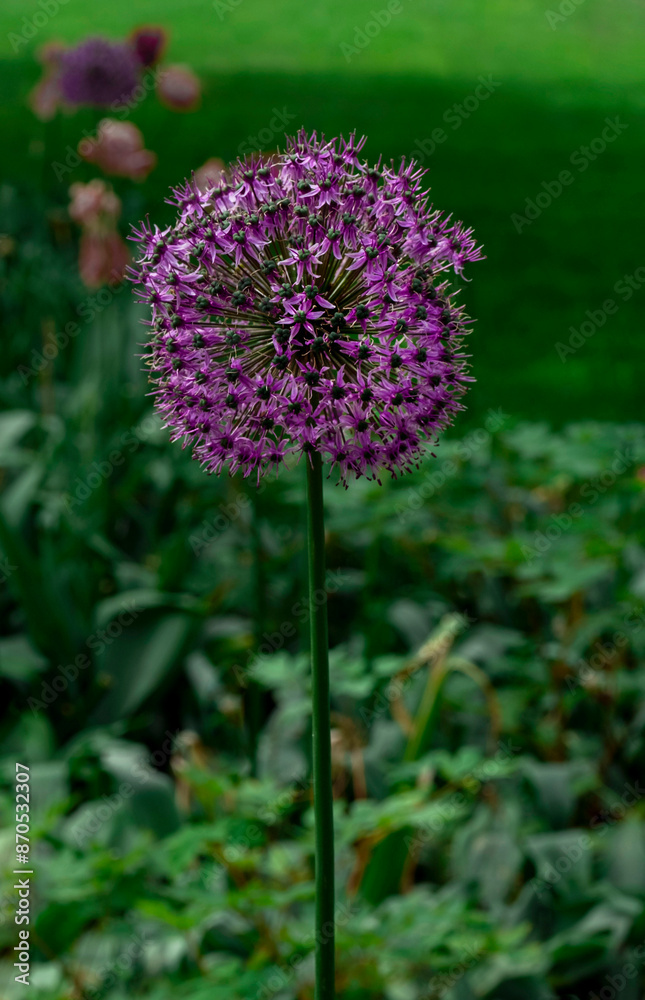 Decorative Onion Purple one garden Lilac close-up Netherlands Decorative Onion Purple one garden Lilac close-up Netherlands