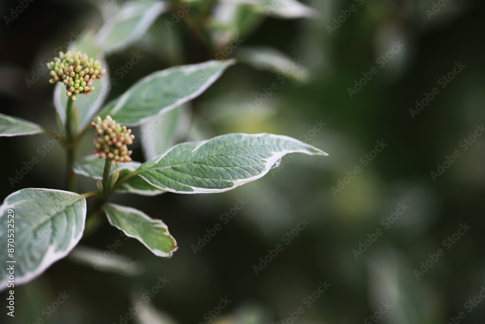 Fototapeta premium Spring bloom. The first flowers against the background of green spring.