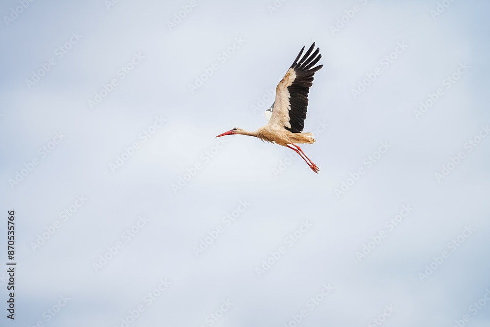 Obraz premium white stork in flight