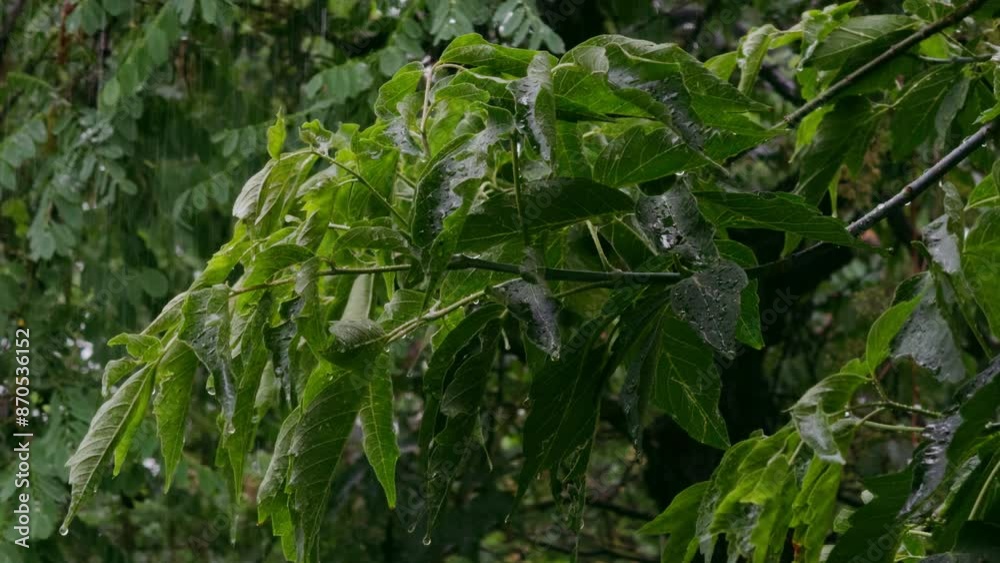Heavy Rain Falling On Tree Leaves. Raining shower in the dense forest, close-up of rainfall, water droplets fixed on green leaves, Raining day in tropical forest. rain drop on leaf tree. Heavy Rain Falling On Tree Leaves. Raining shower in the dense forest, close-up of rainfall, water droplets fixed on green leaves, Raining day in tropical forest. rain drop on leaf tree.