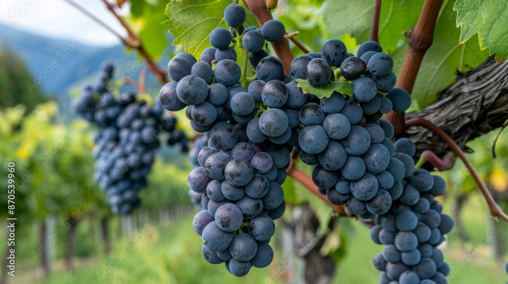Obraz premium A close-up shot of Teroldego grapes hanging from a vine in a vineyard. The grapes are dark purple and plump, and the vine is surrounded by lush green foliage