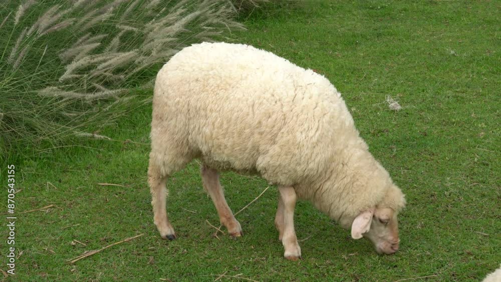 Farm animal Merino sheep walking, resting, eating grass freely in farmland Farm animal Merino sheep walking, resting, eating grass freely in farmland