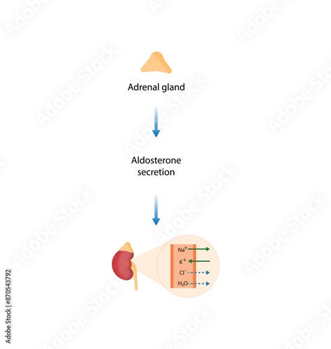 Adrenal gland. Aldosterone secretion. Vector illustration.