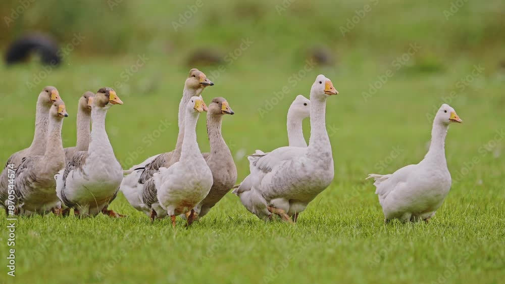 Flock of white domestic geese walking on a green meadow. Flock of white domestic geese walking on a green meadow.