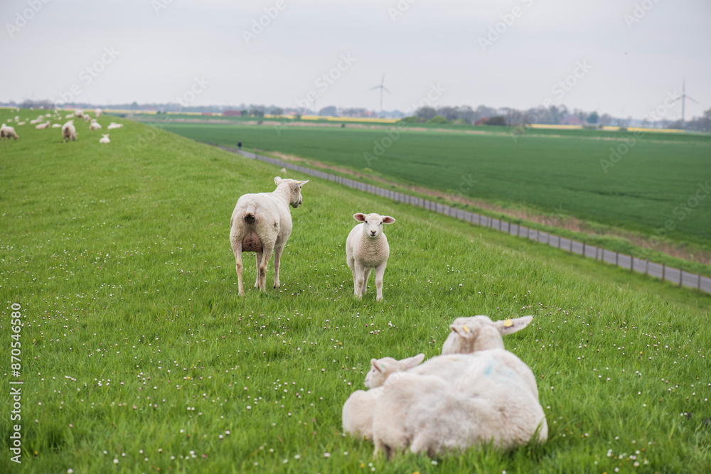 Fototapeta premium Schafe auf dem Deich in Ostfriesland