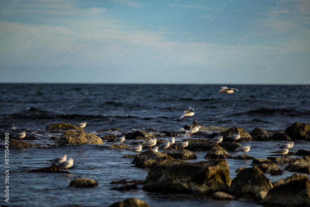Seabirds colony on a shallow in the Black sea of Bulgaria. Seabirds colony on a shallow in the Black sea of Bulgaria.