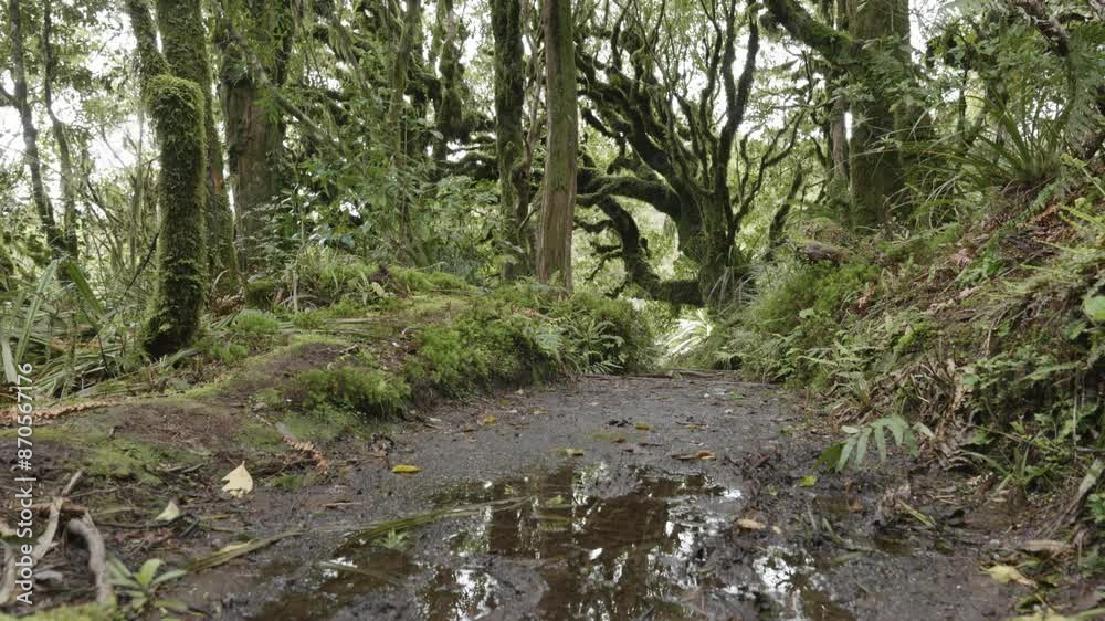 Humid forest path and moss covered trees in Egmont National Park, Taranaki, New Zealand. Humid forest path and moss covered trees in Egmont National Park, Taranaki, New Zealand.